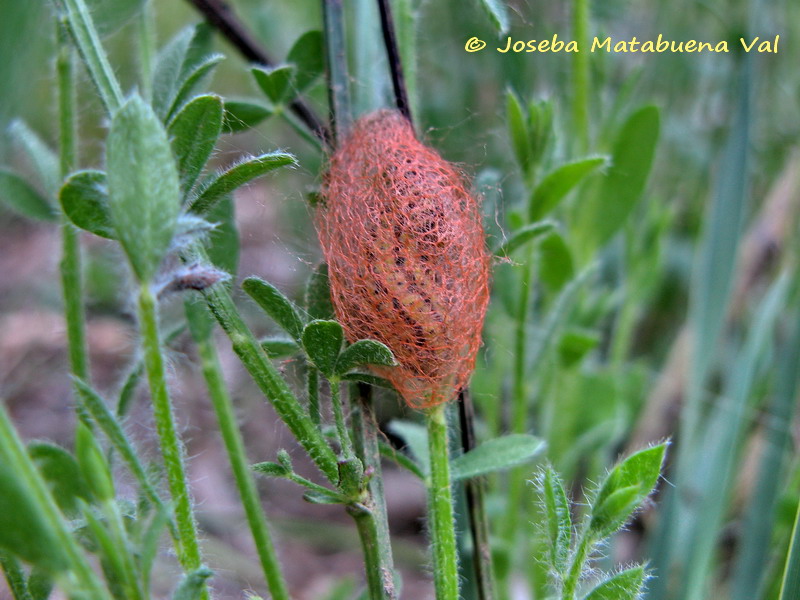 Heterogynis sp. - Heterogynidae